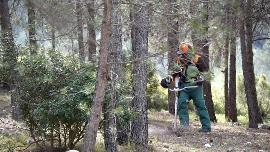 La Diputación comienza la extracción de biomasa forestal para generar energía limpia