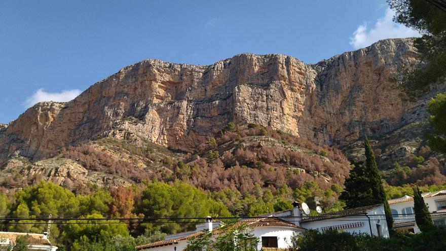 El Montgó, tras las lluvias: fuerte contraste entre el verde y el marrón de los pinos muertos (imágenes)