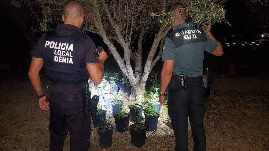 El robo de una moto en Dénia lleva a una plantación de marihuana en Jesús Pobre