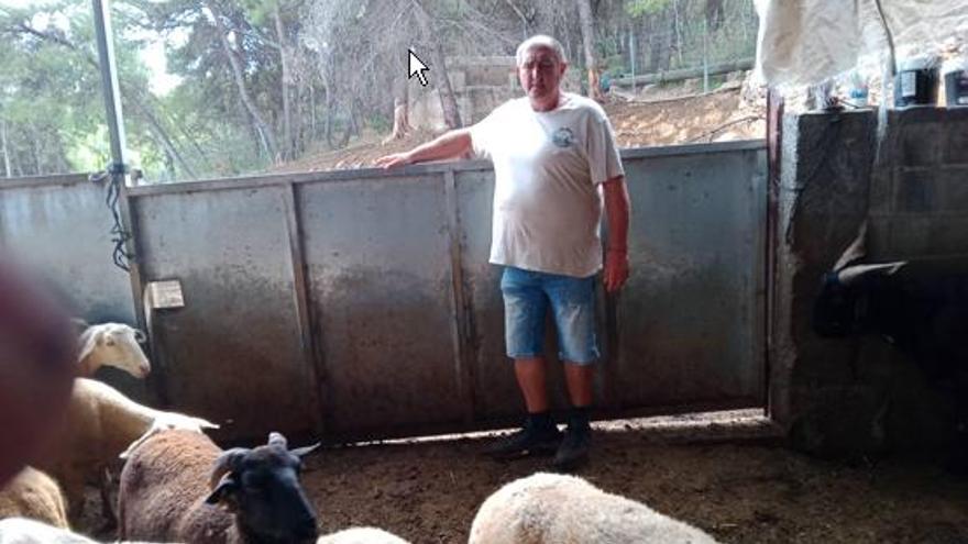 El ganadero del robo de 140 ovejas en Algímia: &quot;Ha sido un varapalo muy fuerte&quot;