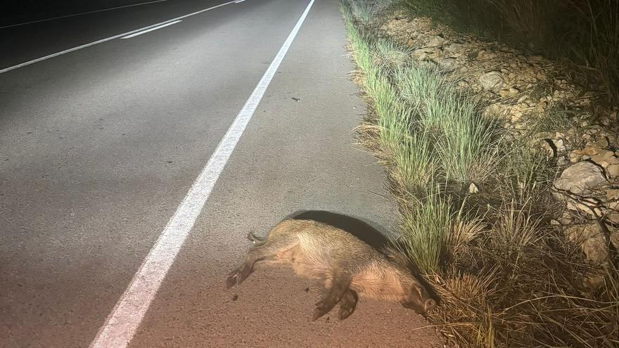 Jabalíes a mansalva: nuevo atropello en la carretera de Xàbia a Jesús Pobre, junto al Montgó