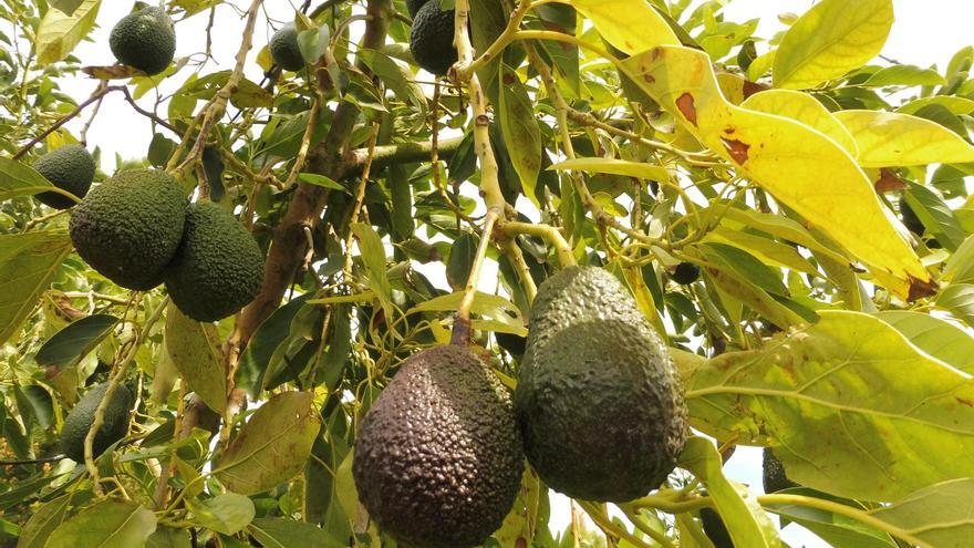 El aguacate se abre camino entre los cítricos