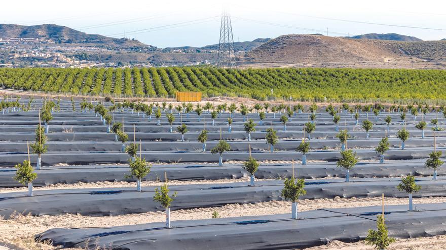 La Ley de la Naturaleza, otra piedra para la agricultura valenciana
