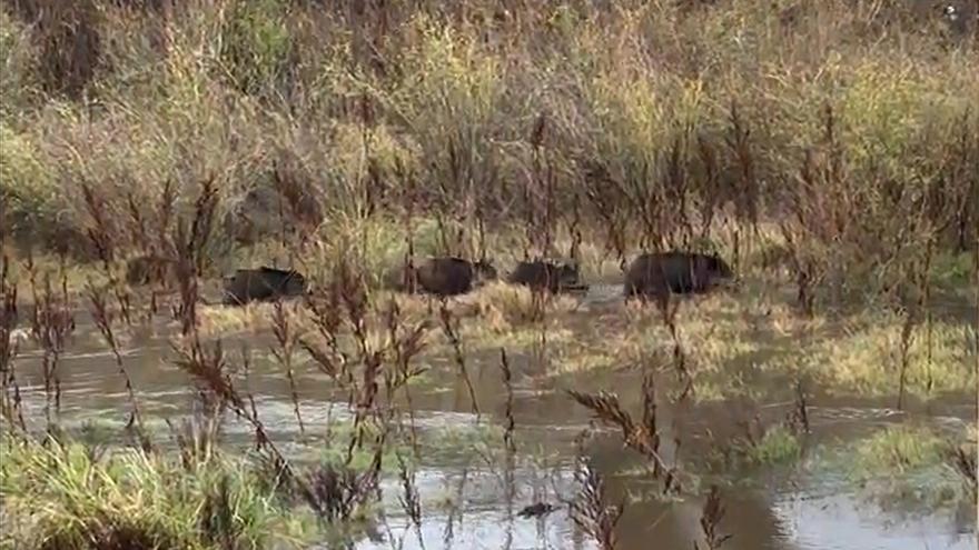 Cuatro jabalíes aprovechan la lluvia caída en Vinalesa para nadar por el Carraixet