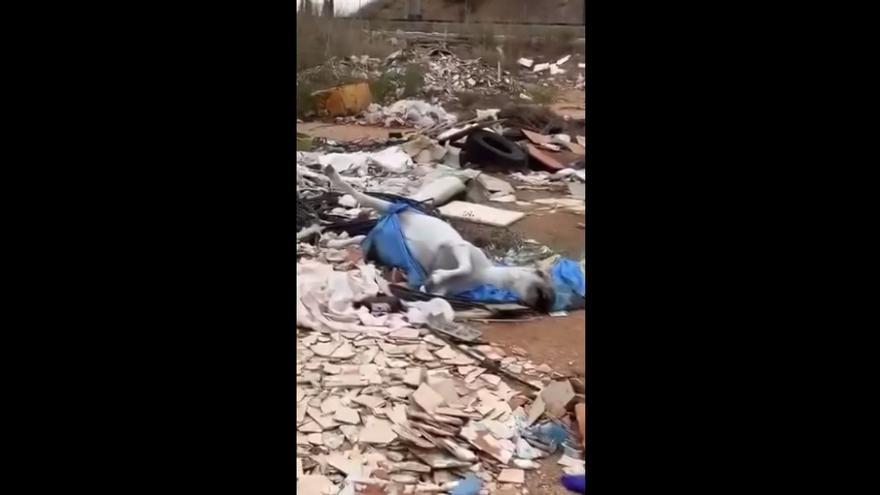 Hallan un caballo muerto en un vertedero de Albal