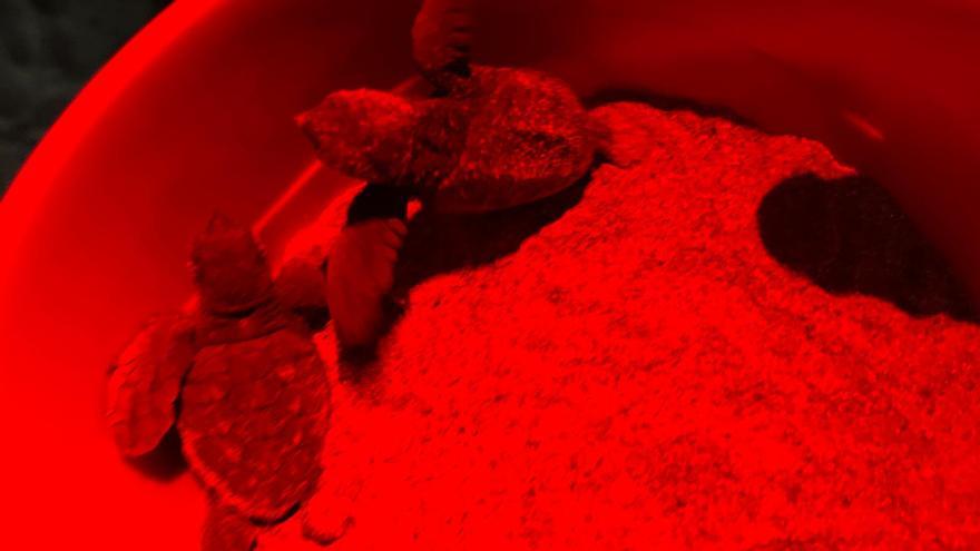 El milagro de la vida en una playa de Dénia: las imágenes del nacimiento de 98 tortugas