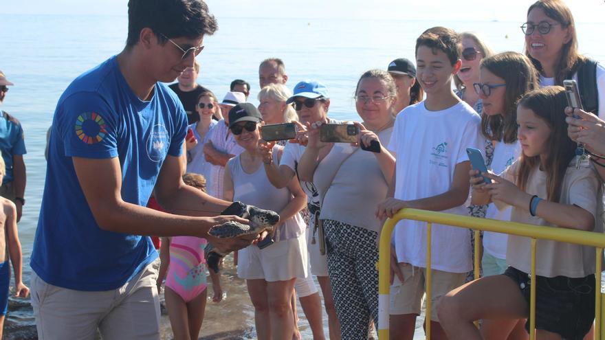 Una gran fiesta que conciencia: las tortugas vuelven al mar en Dénia
