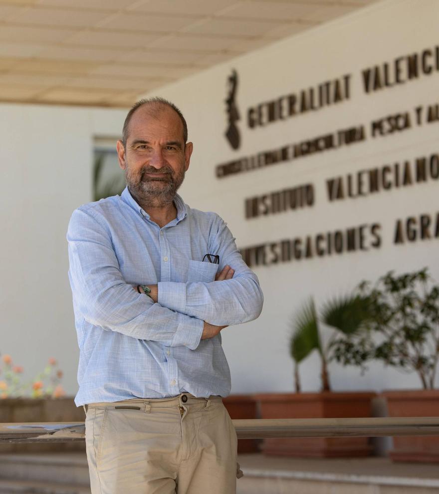 José Blasco (IVIA): «El futuro citrícola va por las variedades protegidas»