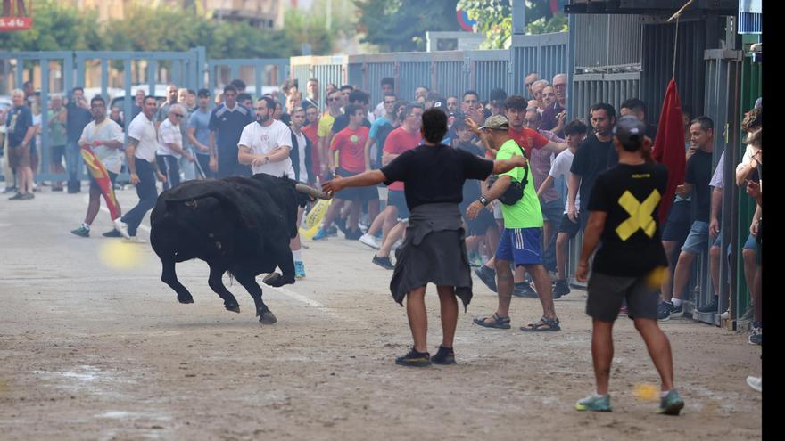Carcaixent descarta autorizar festejos taurinos por vulnerar la ordenanza local