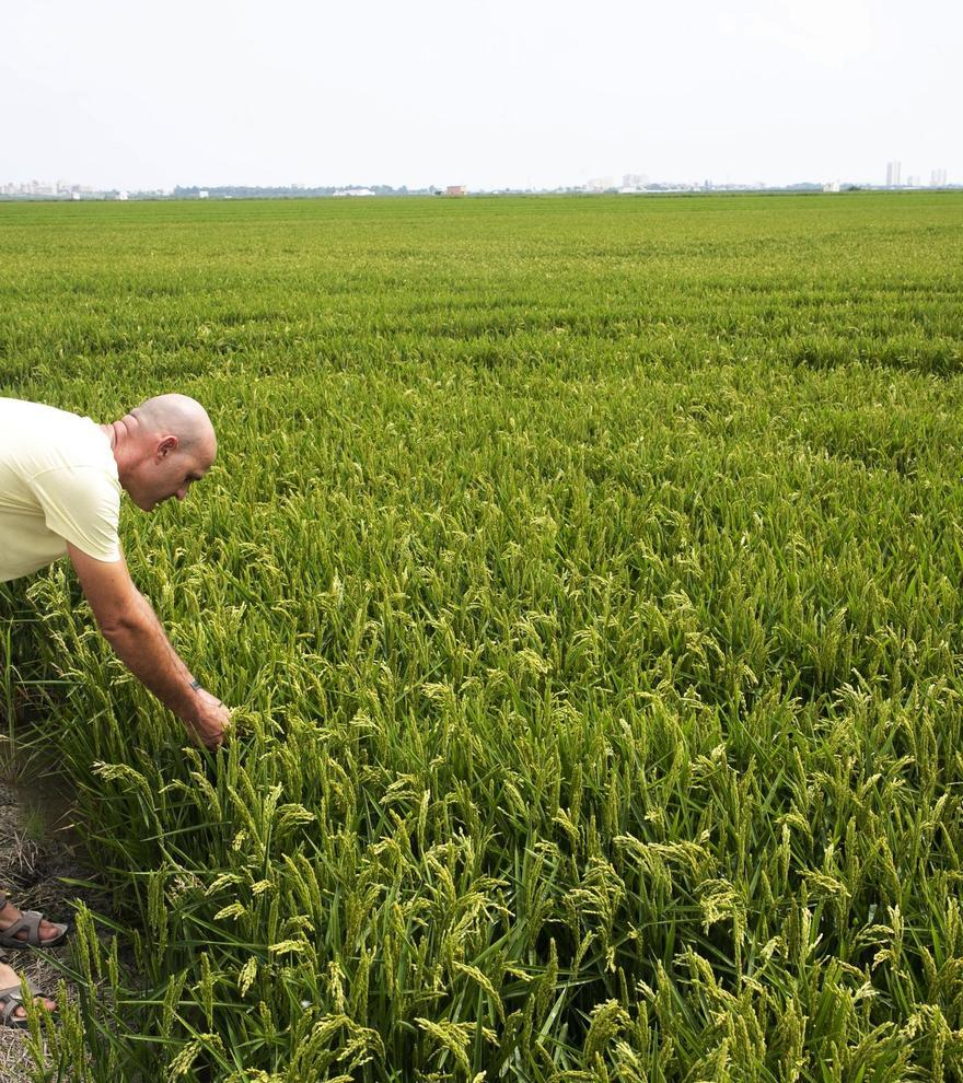 Arroz: una campaña más corta en producción y con mejores precios