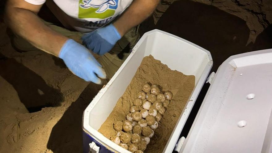 La Comunitat Valenciana lidera los registros de nidos de tortugas marinas en España