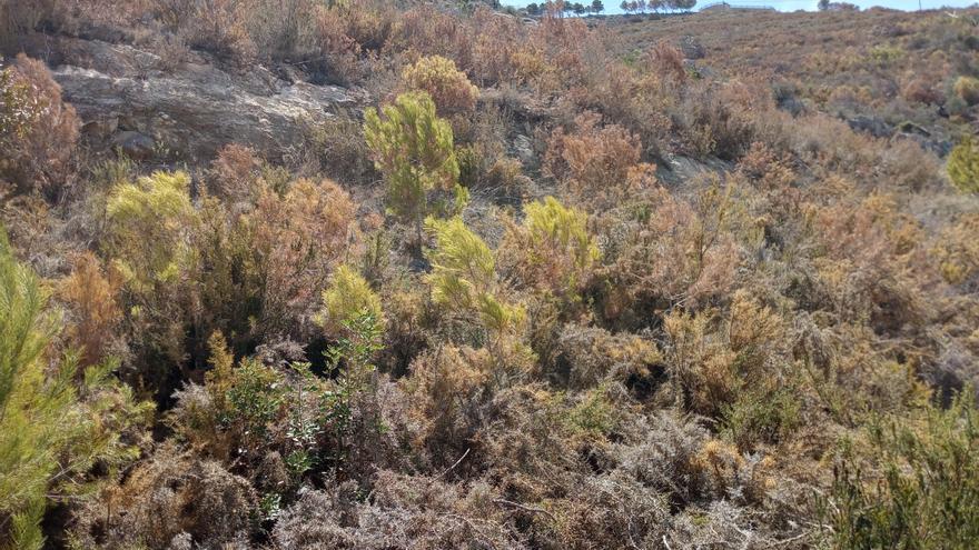 Benitatxell repoblará terrenos forestales con carrascas, olivos y algarrobos y eliminará los pinos secos por la falta de lluvias