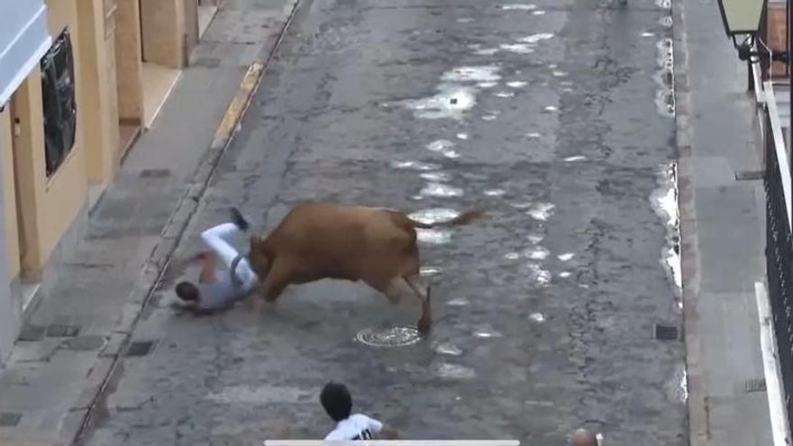 Espectacular cogida en la suelta de vacas de Algemesí