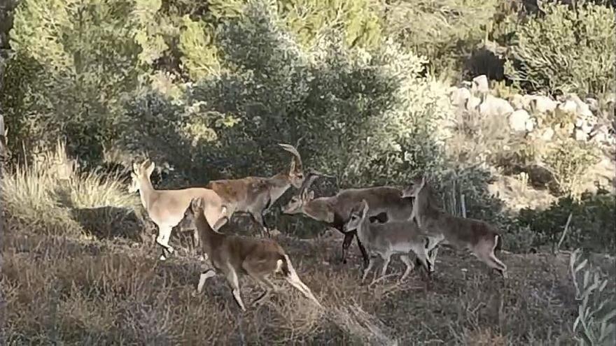 “Las cabras han arrasado con 15 de los 70 olivos de mi campo”